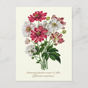 Elegant Vintage Botanisk Japansk Anemone Vykort
