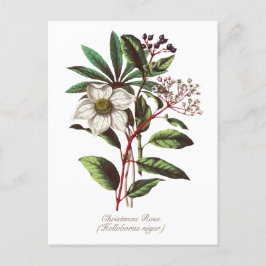 Elegant Vintage Botanisk jul Ro Flower Vykort