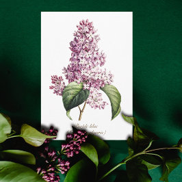 Elegant Vintage Botanisk Lila Syrenblomma Kort