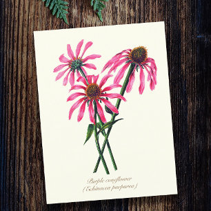 Elegant Vintage Botanisk Purpur Rudbeckia Vykort