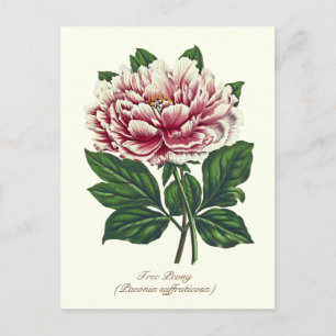 Elegant Vintage Botanisk Rosa Pionblomma Vykort