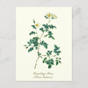 Elegant Vintage Botanisk Vit Vildros Vykort