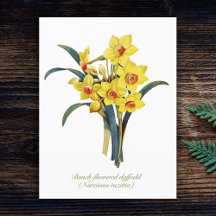 Elegant Vintage Botaniska blommor Gult Daffodils