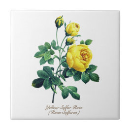 Elegant Vintage Botaniska Gul ros Kakelplatta