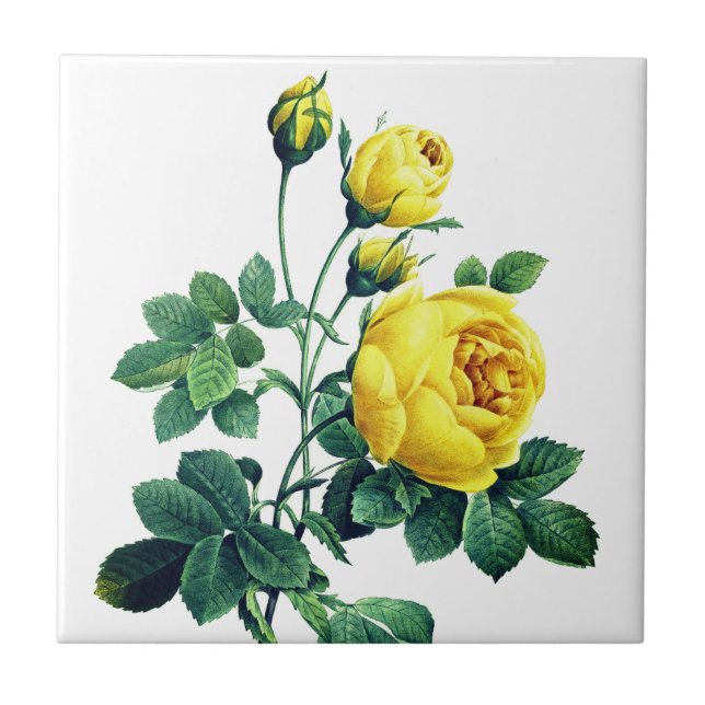 Elegant Vintage Botaniska Gul ros Kakelplatta (Framsidan)
