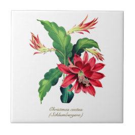 Elegant Vintage Botaniska julaktus Blommor Kakelplatta