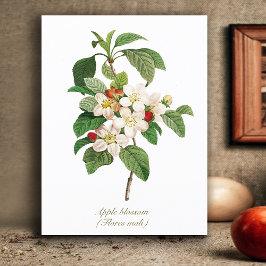 Elegant Vintage Botaniskt äppelBlommar Vykort