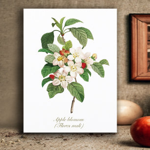 Elegant Vintage Botaniskt äppelBlommar Vykort