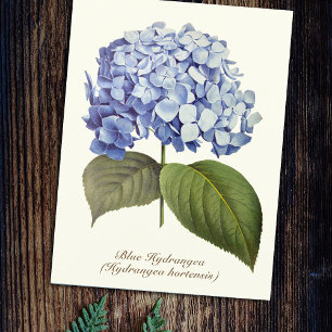 Elegant Vintage Botaniskt blått Hydrangea Flower Vykort