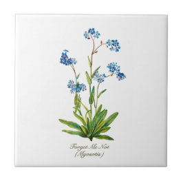 Elegant Vintage Botaniskt Glöm mig inte att blomma Kakelplatta