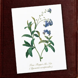 Elegant Vintage Botaniskt Glöm mig inte att blomma Vykort