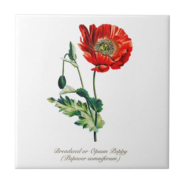 Elegant Vintage Botaniskt opiumvallmo Flower Kakelplatta (Framsidan)