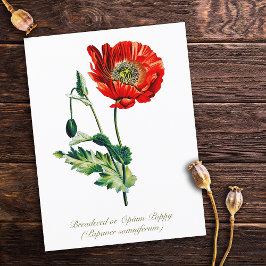 Elegant Vintage Botaniskt opiumvallmo Flower Vykort