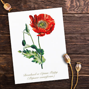 Elegant Vintage Botaniskt opiumvallmo Flower Vykort