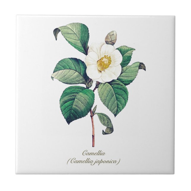 Elegant Vintage Botaniskt vit Camellia Flower Kakelplatta (Framsidan)