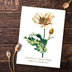 Elegant Vintage Botaniskt vitt opiumvallmo Flower Vykort