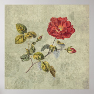 Elegant Vintage Fransk Ro Poster