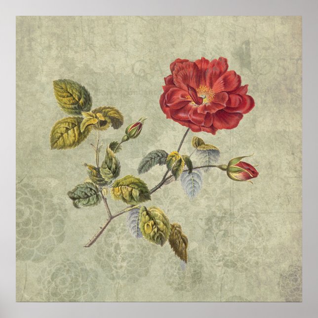 Elegant Vintage Fransk Ro Poster (Framsidan)