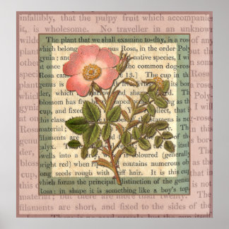 Elegant Vintage Rosa ros Antique Collage Poster