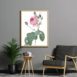 Elegant Vintage Rosa ros Botanical Art Poster