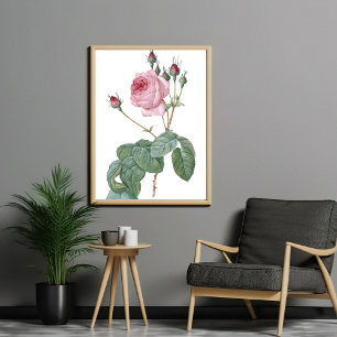 Elegant Vintage Rosa ros Botanical Art Poster