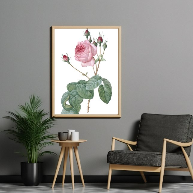 Elegant Vintage Rosa ros Botanical Art Poster (Skapare uppladdad)