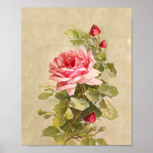 Elegant Vintage Rosa ros Poster