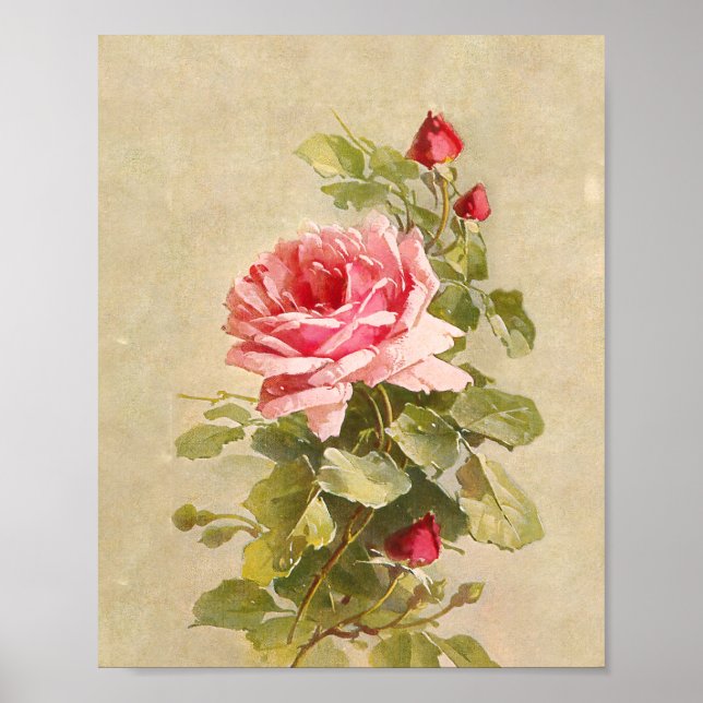 Elegant Vintage Rosa ros Poster (Framsidan)