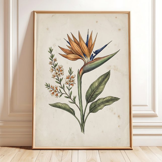 Elegant Vintage Strelitzia Poster (Skapare uppladdad)