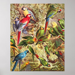 Elegant Vintage Tropical Birds Parrots Poster