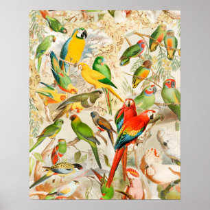 Elegant Vintage Tropical Birds Parrots Poster