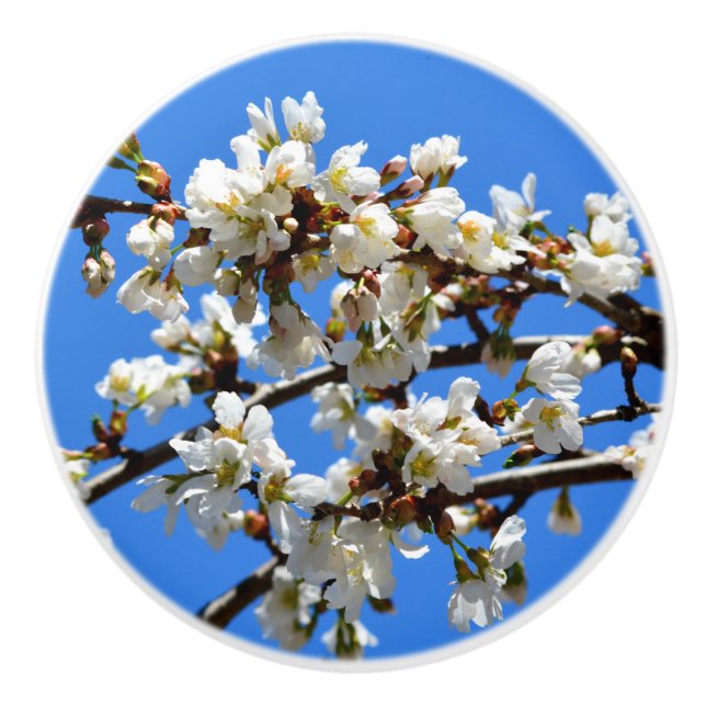 Elegant vit blommar blommar knopp (Framsidan)