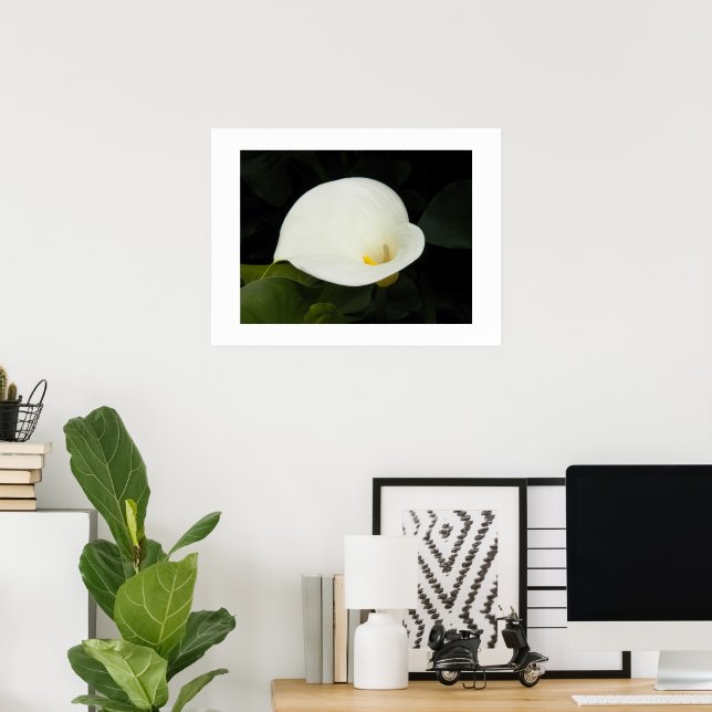 Elegant vit Calla Lily-blomning blomfotografi Poster (Hemmakontoret)