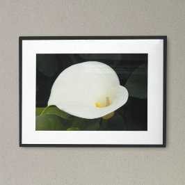 Elegant vit Calla Lily-blomning blomfotografi Poster