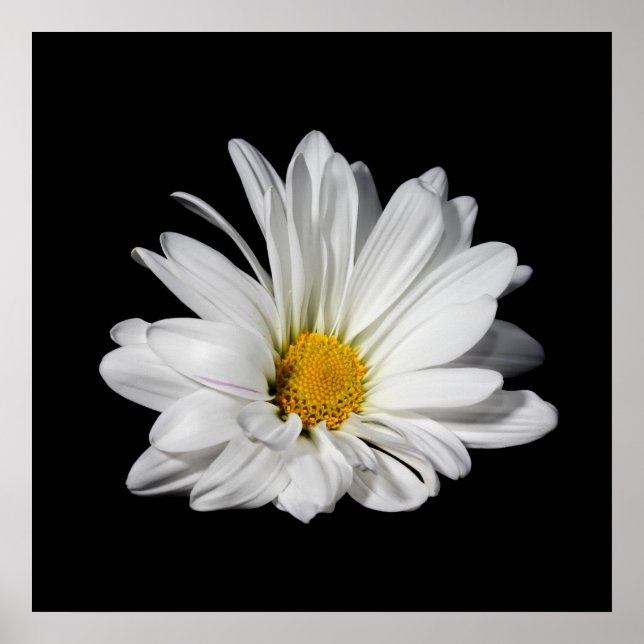 Elegant Vit Daisy blomma Poster (Framsidan)