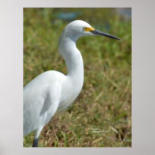 Elegant vit Egret-fågel Poster