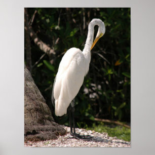 Elegant vit Egret-fågel Poster