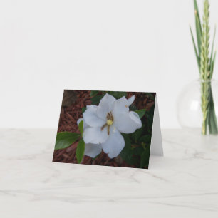 Elegant vit gardenia blomma på en kort