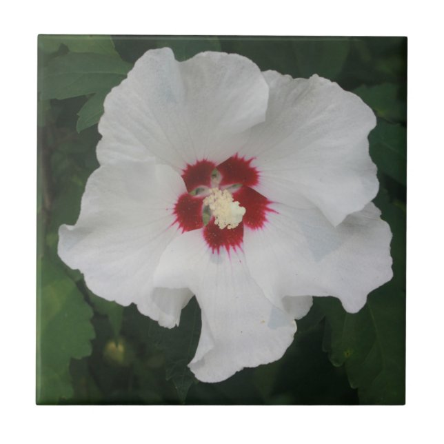 Elegant Vit Hibiscus Flower Photo Kakelplatta (Framsidan)