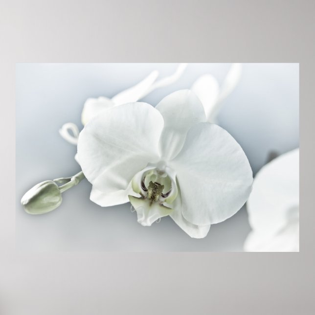 Elegant vit orkidé botanisk konst poster (Framsidan)