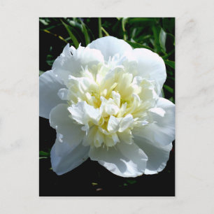 Elegant vit påsklilja blom vit blomma foto vykort