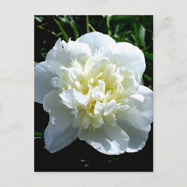 Elegant vit påsklilja blom vit blomma foto vykort (Framsida)