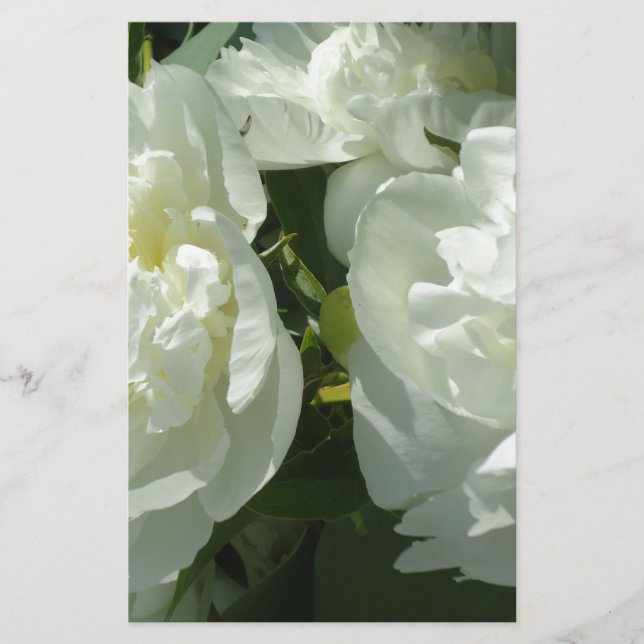Elegant vit peony-blommigt, vit blomma (Framsida)