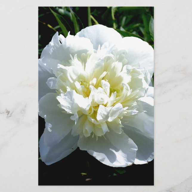 Elegant vit peony-blommigt, vit blomma brevpapper (Framsida)