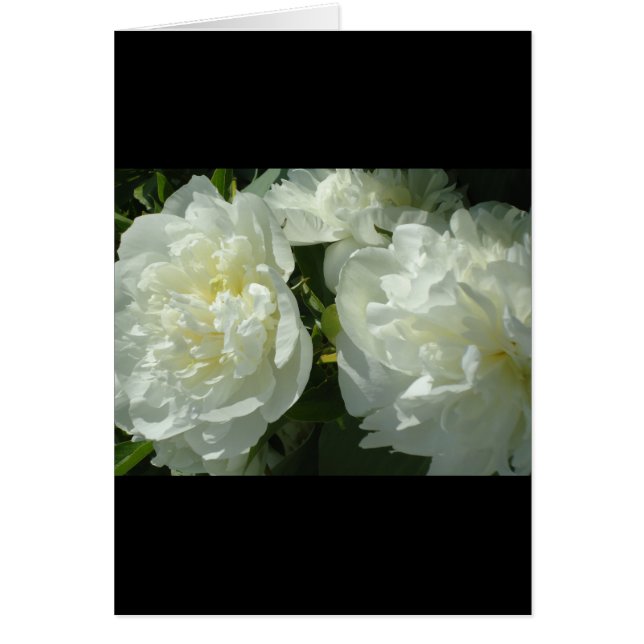 Elegant vit peony-blommigt, vit blomma hälsningskort (Framsidan)