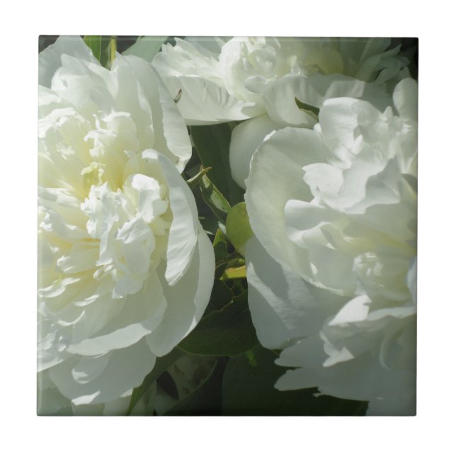 Elegant vit peony-blommigt, vit blomma kakelplatta (Framsidan)