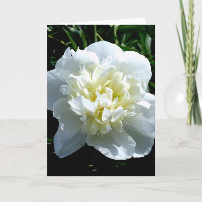 Elegant vit peony-blommigt, vit blomma kort (Framsida)