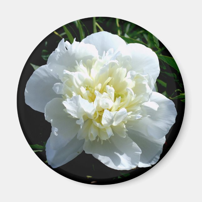 Elegant vit peony-blommigt, vit blomma magnet (Framsidan)