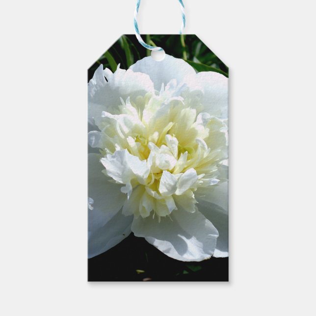 Elegant vit peony-blommigt, vit blomma presentetikett (Framsidan)