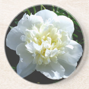 Elegant vit peony-blommigt, vit blomma underlägg